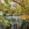 Alipson - Branches On the Edge of the River - 1000 Piece Jigsaw Puzzle Hot