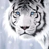 Anatolian - Crystal Eyes - 500 Piece Jigsaw Puzzle Clearance