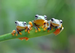 Bluebird Puzzle - Friendly Frogs - 500 Piece Jigsaw Puzzle New