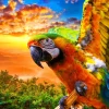 Bluebird Puzzle - Parrot - 1000 Piece Jigsaw Puzzle New