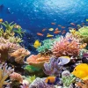 Castorland - Coral Reef - 1000 Piece Jigsaw Puzzle New