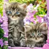 Castorland - Kittens in Summer Garden - 1000 Piece Jigsaw Puzzle Clearance