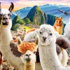 Castorland - Llamas Selfie - 1000 Piece Jigsaw Puzzle Clearance