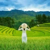 Castorland - Rice Fields in Vietnam - 1000 Piece Jigsaw Puzzle New