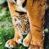 Clementoni - Bengal Tiger Cub between Its mother's legs - 500 Piece Jigsaw Puzzle Best