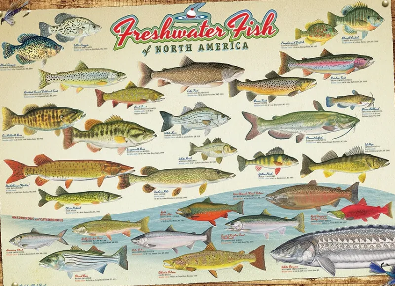 Cobble Hill - Freshwater Fish of North America - 1000 Piece Jigsaw Puzzle Sale