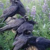 Cobble Hill - Raven Rendezvous - 1000 Piece Jigsaw Puzzle Fashion