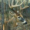 Cobble Hill - White-tailed Deer - 1000 Piece Jigsaw Puzzle New