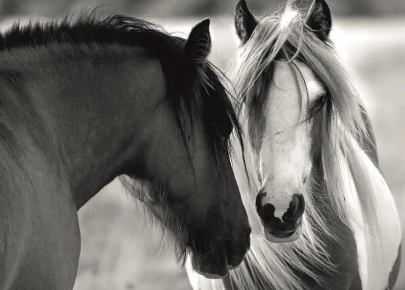 Dino - Black and White Horses - 1000 Piece Jigsaw Puzzle Discount