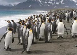 Dino - Penguins - 1000 Piece Jigsaw Puzzle Fashion