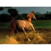 Dtoys - Horses : Beige Horse - 1000 Piece Jigsaw Puzzle Clearance