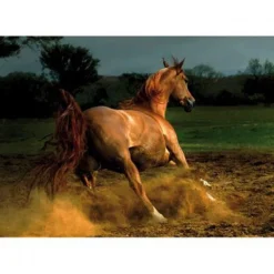 Dtoys - Horses : Beige Horse - 1000 Piece Jigsaw Puzzle Clearance