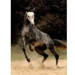 Dtoys - Horses : Spotted Horse - 1000 Piece Jigsaw Puzzle Best