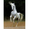 Dtoys - Horses :: White Horse - 1000 Piece Jigsaw Puzzle Fashion