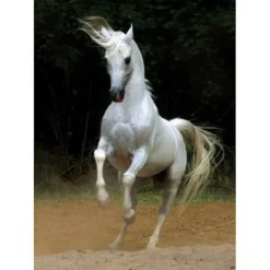 Dtoys - Horses :: White Horse - 1000 Piece Jigsaw Puzzle Fashion