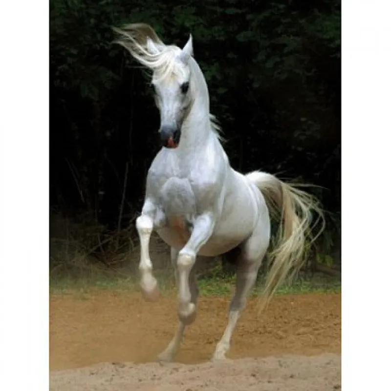 Dtoys - Horses :: White Horse - 1000 Piece Jigsaw Puzzle Fashion