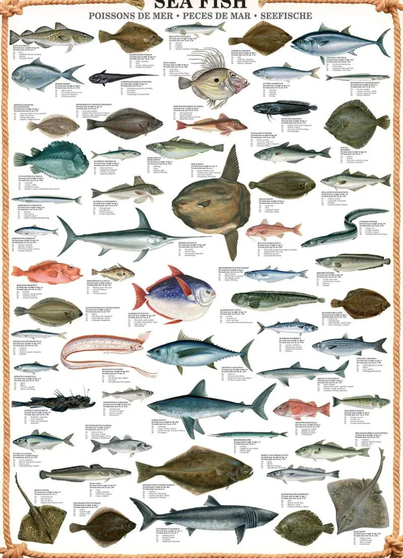 Eurographics - Sea Fish - 1000 Piece Jigsaw Puzzle Outlet