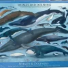 Eurographics - Whales & Dolphins - 1000 Piece Jigsaw Puzzle Outlet