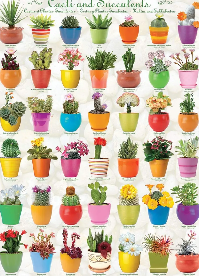 Eurographics - Cacti & Succulents PUZ - 1000 Piece Jigsaw Puzzle Hot
