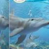 Eurographics - Dolphins - 250 pieces Outlet