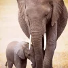 Eurographics - Elephant & Baby - 1000 Piece Jigsaw Puzzle Clearance