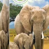 Eurographics - Elephants - 250 pieces Best