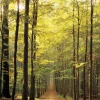 Eurographics - Forest Path - 1000 Piece Jigsaw Puzzle Outlet
