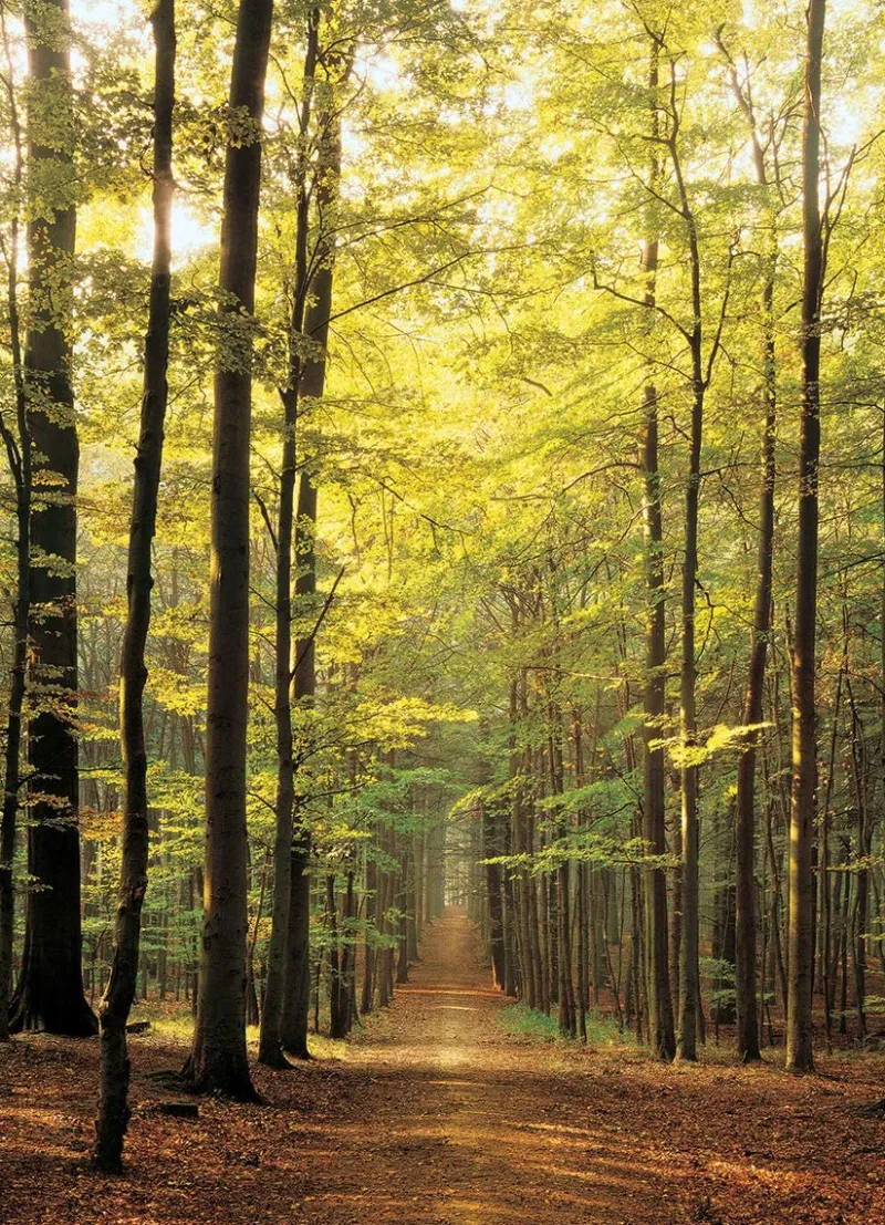 Eurographics - Forest Path - 1000 Piece Jigsaw Puzzle Outlet