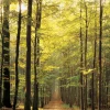 Eurographics - Forest Path - 1000 Piece Jigsaw Puzzle Hot