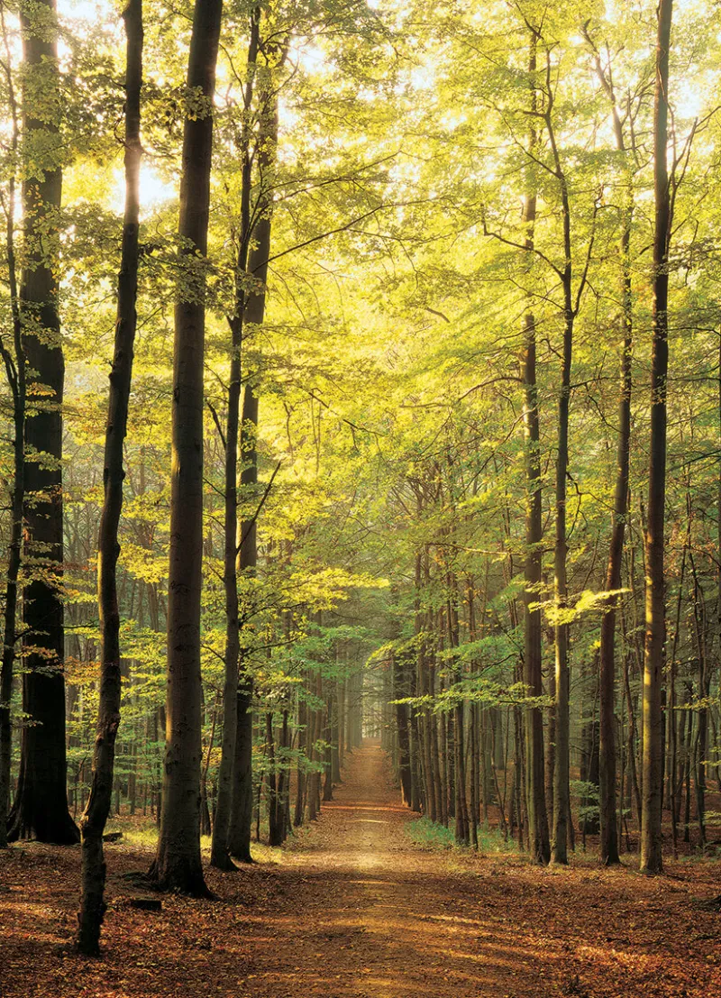 Eurographics - Forest Path - 1000 Piece Jigsaw Puzzle Hot