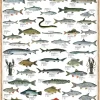 Eurographics - Freshwater Fish - 1000 Piece Jigsaw Puzzle Hot