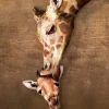 Eurographics - Giraffe Mother's Kiss - 1000 Piece Jigsaw Puzzle Clearance