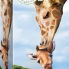 Eurographics - Giraffes - 250 pieces Discount