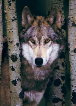 Eurographics - Gray Wolf - 1000 Piece Jigsaw Puzzle Discount