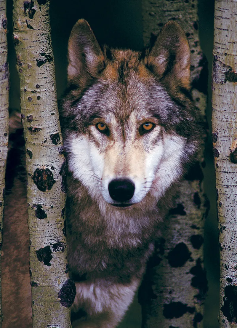 Eurographics - Gray Wolf - 1000 Piece Jigsaw Puzzle Discount