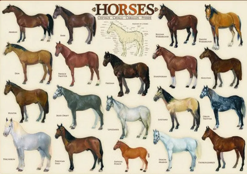 Eurographics - Horses - 1000 Piece Jigsaw Puzzle Fashion