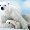 Eurographics - Polar Bear & Baby - 1000 Piece Jigsaw Puzzle Discount