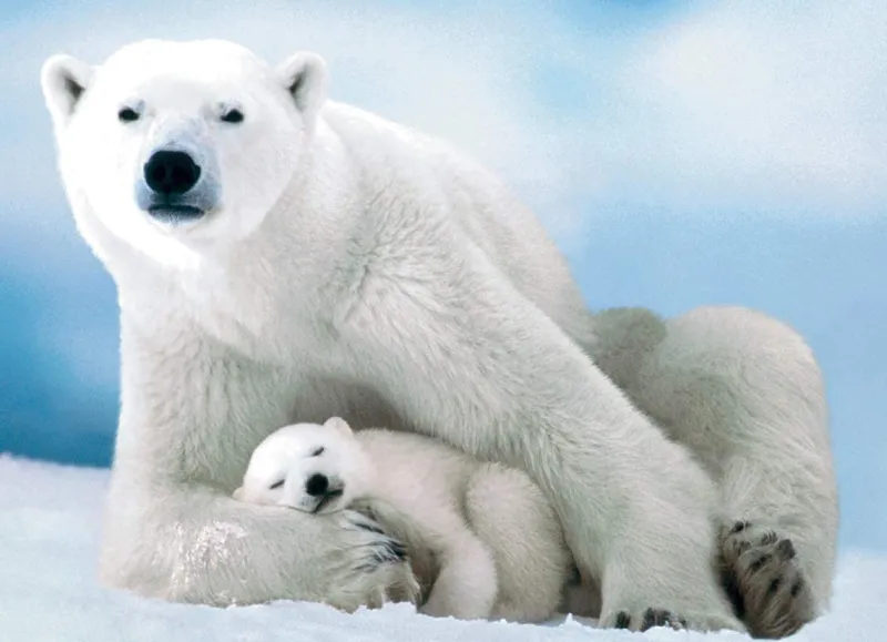Eurographics - Polar Bear & Baby - 1000 Piece Jigsaw Puzzle Discount