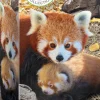 Eurographics - Red Pandas - 250 pieces Online