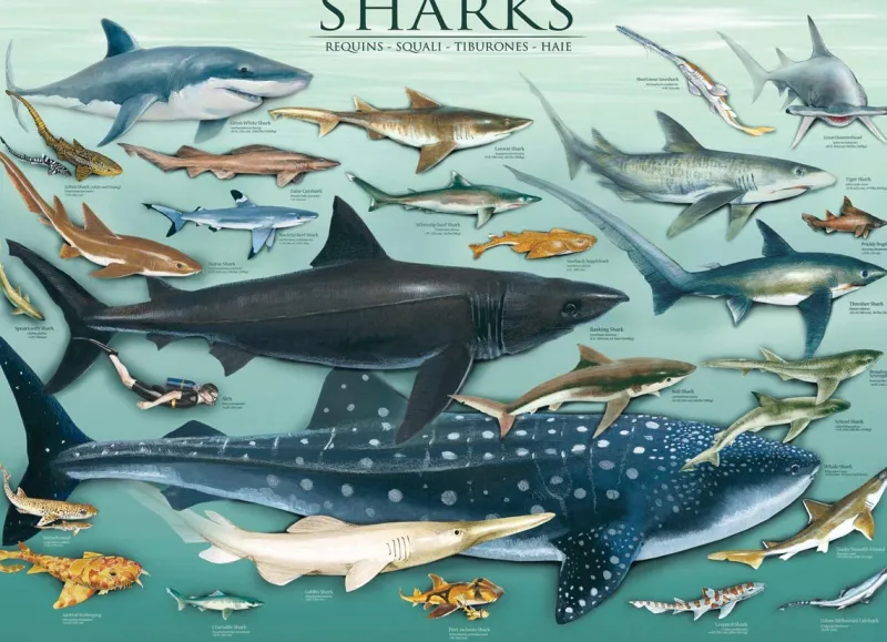 Eurographics - Shraks - 1000 Piece Jigsaw Puzzle Clearance
