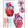 Eurographics - The Heart - 1000 piece jigsaw puzzle Best