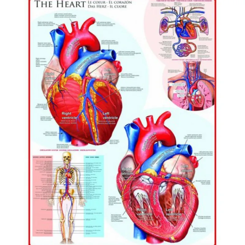 Eurographics - The Heart - 1000 piece jigsaw puzzle Best
