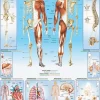 Eurographics - The Human Bod - 1000 Piece Jigsaw Puzzle Outlet