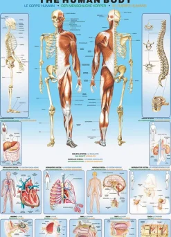 Eurographics - The Human Bod - 1000 Piece Jigsaw Puzzle Outlet