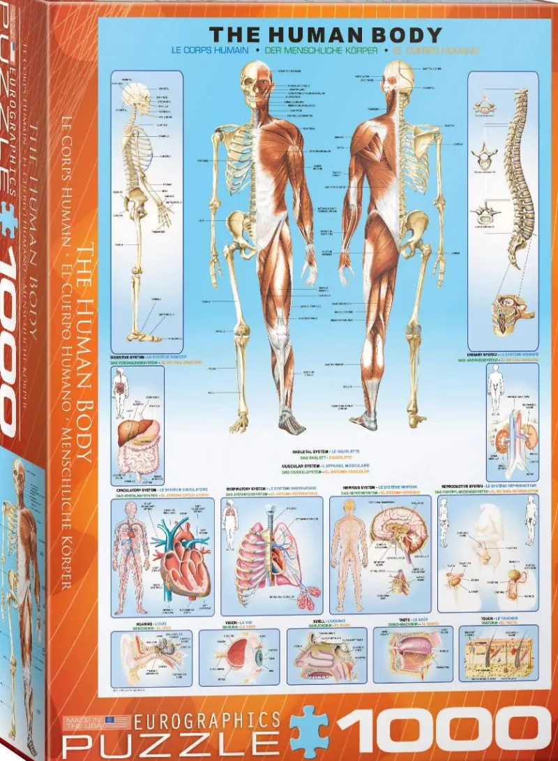 Eurographics - The Human Bod - 1000 Piece Jigsaw Puzzle Outlet
