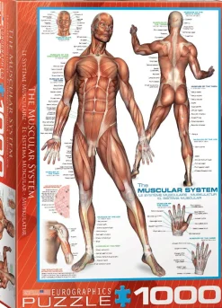 Eurographics 6000-2015 The Muscular System - 1000 Piece Jigsaw Puzzle Online