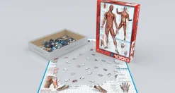 Eurographics 6000-2015 The Muscular System - 1000 Piece Jigsaw Puzzle Online