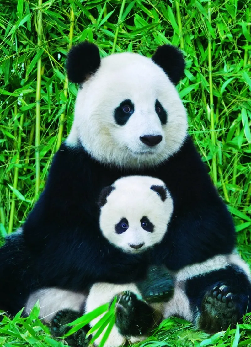 Eurographics - The Panda family - 1000 Piece Jigsaw Puzzle Outlet