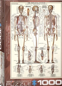 Eurographics - The Skeletal System - 1000 Piece Jigsaw Puzzles Clearance