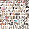 Eurographics - The World of Cats - 2000 Piece Jigsaw Puzzle Online
